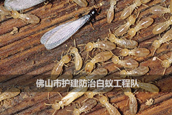 如何消滅白蟻？